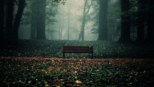 Wallpaper Background, Bench, Fall, Leaves, Fallen, Dry, Forest, Wood