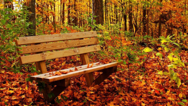 Wallpaper Wood, Bench, Fallen, Forest, Nature, Plants, Dry, Leaves, Background, Green, Trees