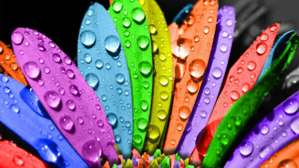 Wallpaper With, Water, Feathers, Drops, Colorful