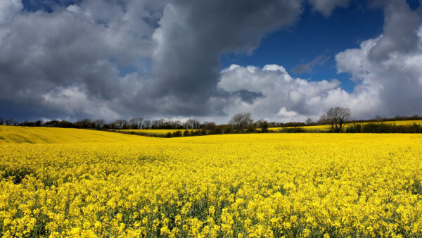 Wallpaper During, Beautiful, White, Blue, Nature, Field, Rapeseed, Mobile, Trees, Yellow, Clouds, Under, Desktop, Daytime, Flowers, Sky