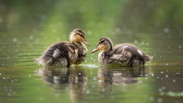 Wallpaper Floating, Are, Water, Animal, Baby, Duck, Ducks