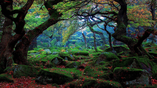 Wallpaper Scenery, Algae, Colorful, Trees, Autumn, Beautiful, Leaves, Stones, Covered