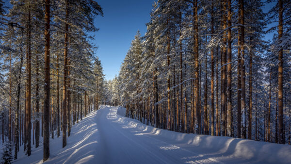 Wallpaper Snow, Blue, Covered, Sky, Under, Winter, Trees, Field