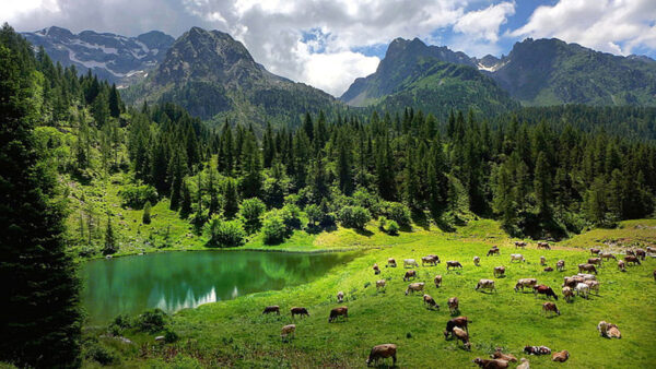 Wallpaper Nature, Lake, Trees, Reflection, Are, Landscape, View, Mountain, Standing, Cows, Green, Grass, Forest