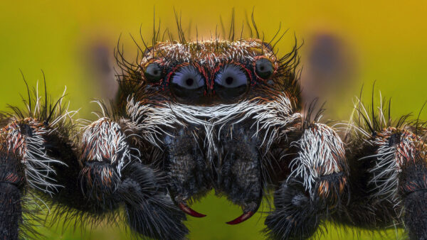Wallpaper Spider, Jumping, Background, Closeup, Green, View, Black, Blur