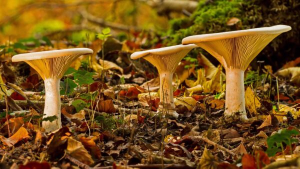 Wallpaper Leaves, Dry, Mushrooms, Green, Background, Plants, Mushroom, View, Closeup