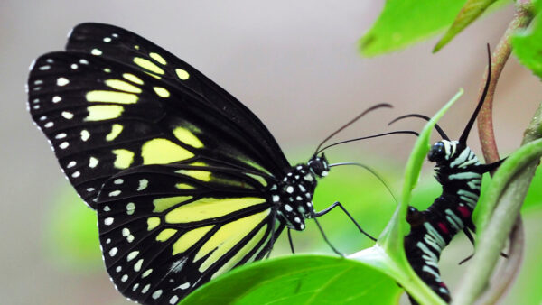 Wallpaper Butterfly, Yellow, Black, Leaf, Green, Design