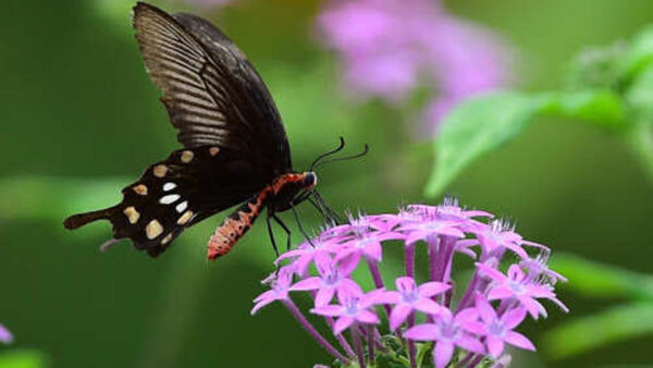 Wallpaper Green, Purple, Design, Flowers, Background, Blur, Black, Light, Butterfly