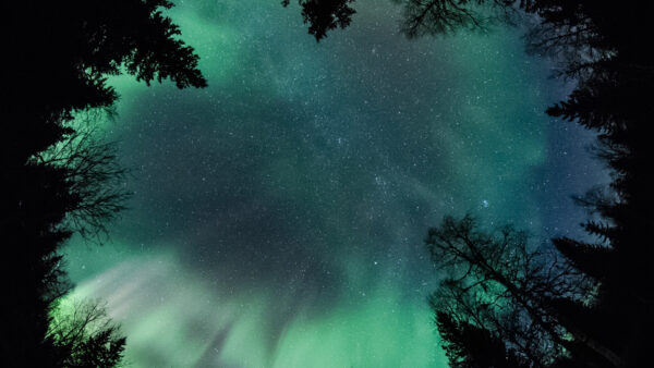 Wallpaper Aurora, Starry, Eye, Sky, Forest, Worm’s, Nature, Borealis, View, During, Trees, Nighttime
