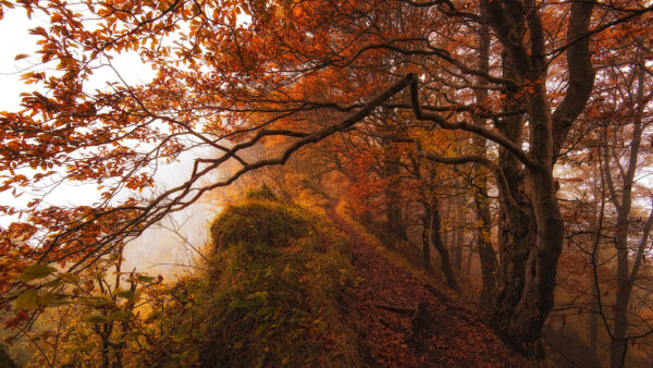 Wallpaper Fog, Beautiful, Autumn, Forest, Trees