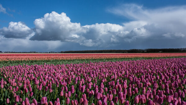 Wallpaper Tulip, Field, Sky, Daytime, Pink, During, Clouds, Garden, Under, White, Blue, Flowers