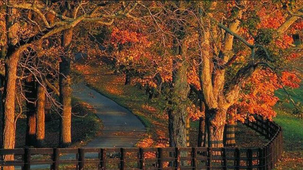 Wallpaper Fence, Wood, Trees, Leaves, Branches, Red, Grass, Sunbeam, Field, Autumn, Green