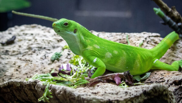 Wallpaper Blur, Gecko, Rock, Reptile, Lizard, Background, Green