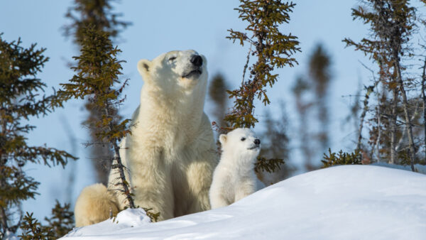 Wallpaper Are, Bear, Blue, Sky, And, Cub, Snow, Background, White, Sitting, Polar