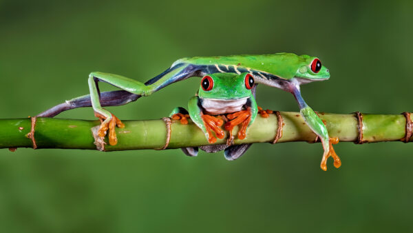 Wallpaper Frog, Red, Tree, Green, Eyed, Background