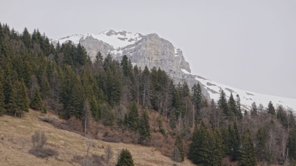 Wallpaper With, Background, Slope, Green, Mountains, Sky, Forest, Snow, Nature, Desktop, Spruce, Mobile, Trees, White