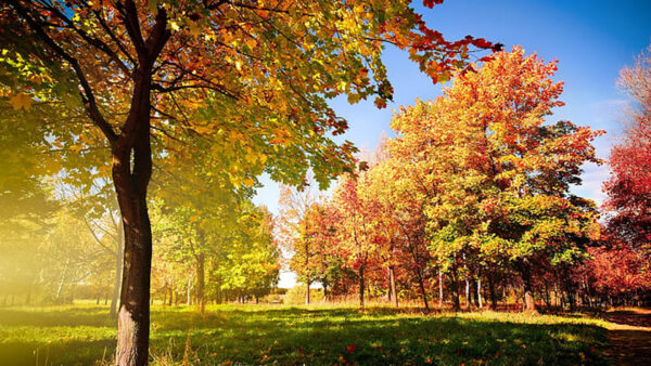 Wallpaper Sky, Trees, Under, Blue, Garden, Autumn