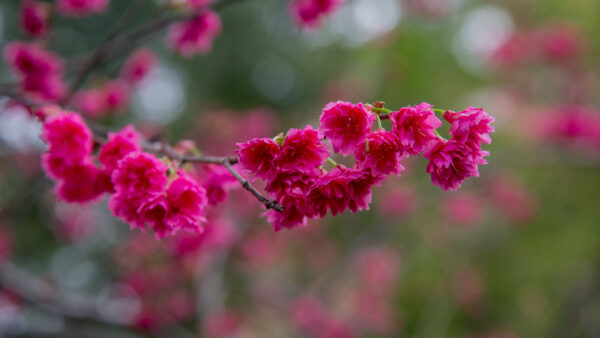 Wallpaper Tree, Branches, Flowers, Bokeh, Pink, Blur, Sakura, Background