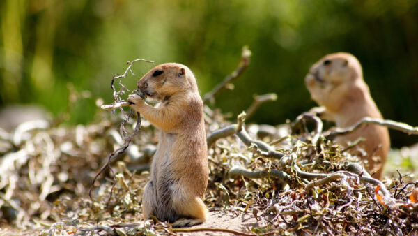 Wallpaper Two, Wood, Standing, Piece, Eating, Gophers, Funny