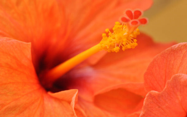 Wallpaper Hibiscus, Flower, Orange