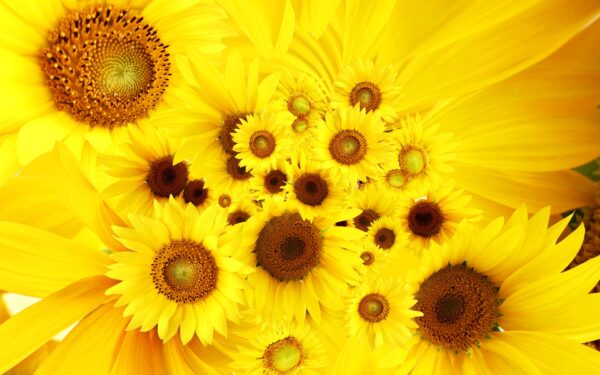 Wallpaper Cool, Sunflowers