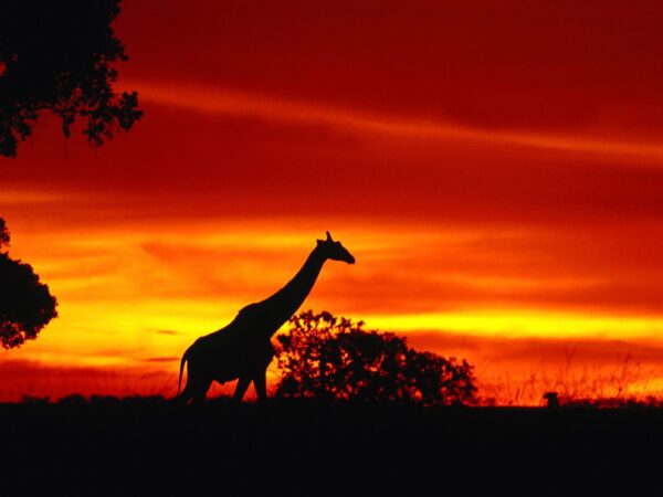 Wallpaper Dusk, Journey, Giraffe