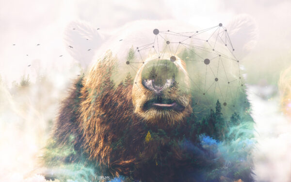 Wallpaper Grizzly, Bear, Double, Exposure, Forest
