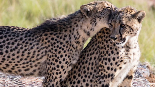 Wallpaper Animal, Background, 1920×1080, Cheetah, Desktop, Free, Wallpaper, Animals, Download, Images, Cool, Pc