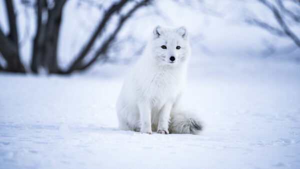 Wallpaper Sitting, Animals, Desktop, Snow, Fox, Arctic