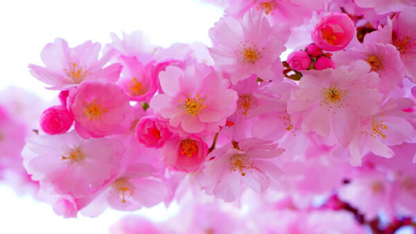 Wallpaper Flora, Spring, Background, Pink, Flowers, Blossom, White, Cherry