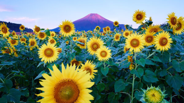 Wallpaper Tip, Background, Flowers, Desktop, With, Reflect, Sunflowers, Mountain, Sky, The, Blue, Sunset