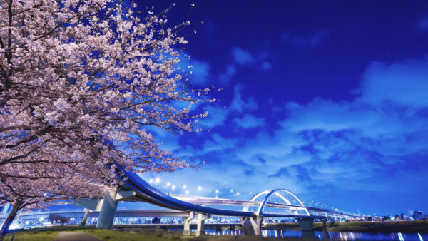 Wallpaper Desktop, Japanese, Cherry, Under, Blossom, Sakura, Blue, Sky, Tree