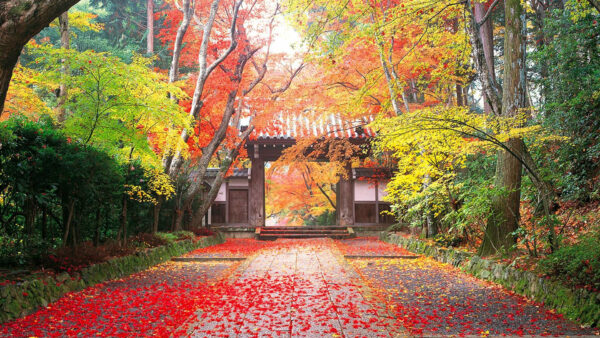 Wallpaper Leaves, Trees, Colorful, Red, Nature, Between, Path, Ground