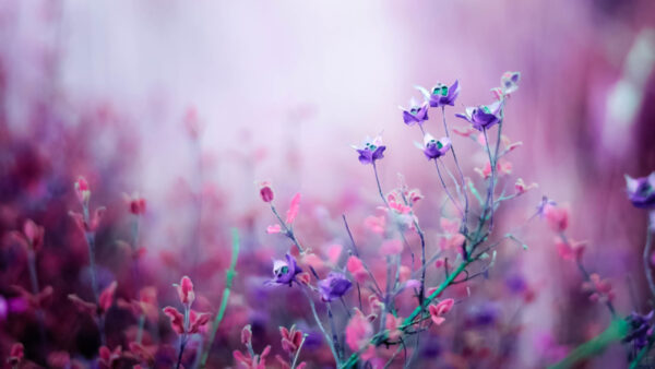 Wallpaper Branches, Purple, Pink, Flowers, Plants