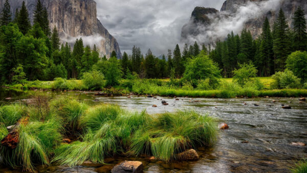 Wallpaper View, River, Between, Nature, Grass, And, With, Fog, Mountains, Trees, Landscape