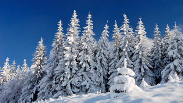 Wallpaper Covered, Blue, Snow, Spruce, Sky, Desktop, Field, Under, Winter, Trees