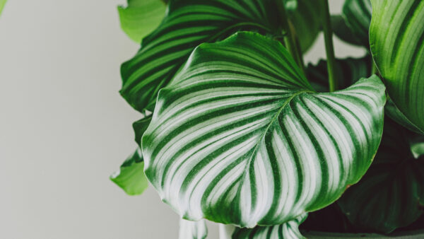 Wallpaper Nature, White, Mobile, Desktop, Plant, Pot, Leaves, Green