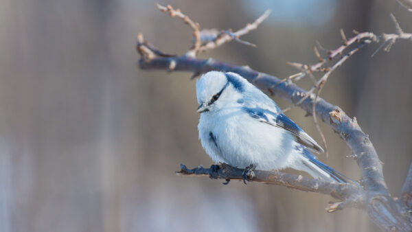 Wallpaper Jay, Tree, Blue, Birds, Bird, Standing, Branch