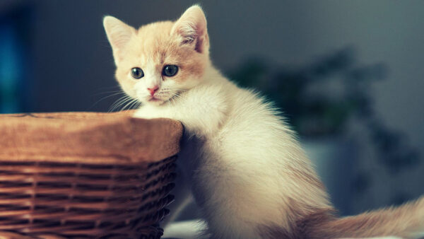 Wallpaper Cat, Kitten, Near, Bamboo, Basket, Standing, White