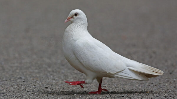 Wallpaper Birds, Pigeon, Bird, Walking, Road, White, Desktop