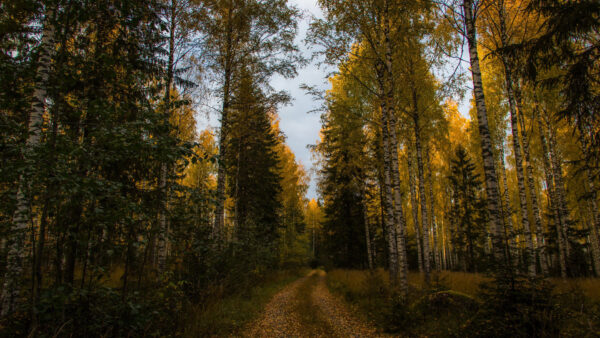 Wallpaper Birch, Spruce, Nature, Forest, Desktop, Fall, Path