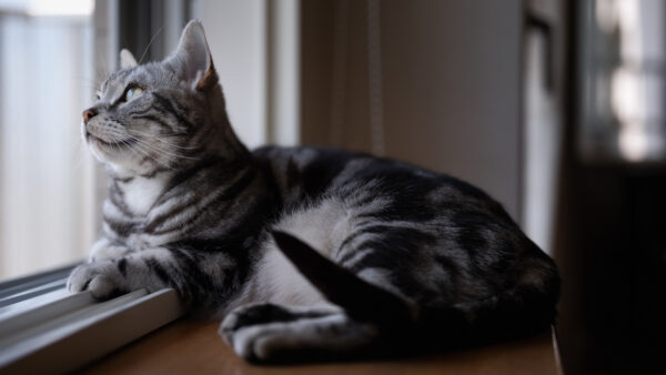 Wallpaper Black, Window, Near, Cat, White, Sitting, Looking