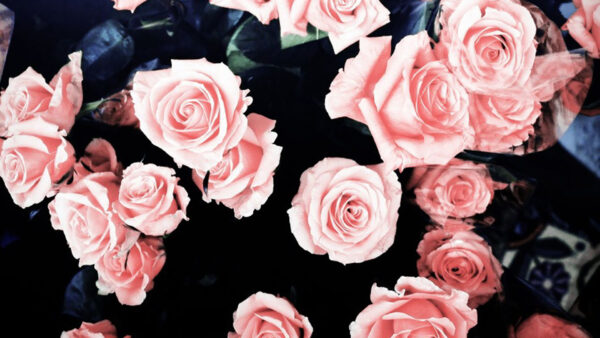 Wallpaper Girly, Peach, Roses, Bunch, Color