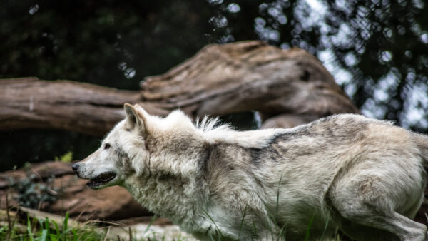 Wallpaper Animal, Desktop, Animals, White, Wolf