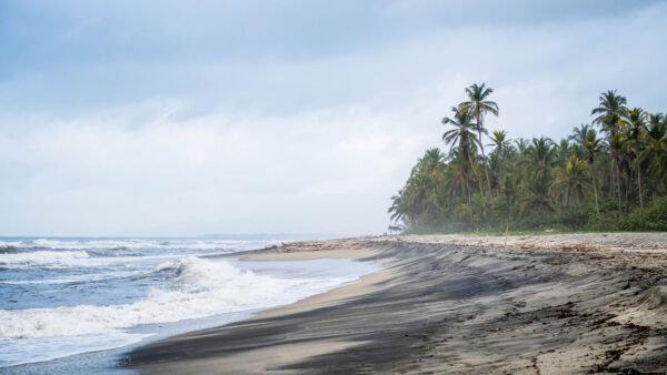 Wallpaper Foam, Trees, Desktop, Nature, Mobile, Waves, Beach, Sky, Under, Ocean, Sand, Palm, Blue