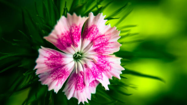 Wallpaper Green, View, Background, Pink, Photography, Flower, Closeup, Dianthus