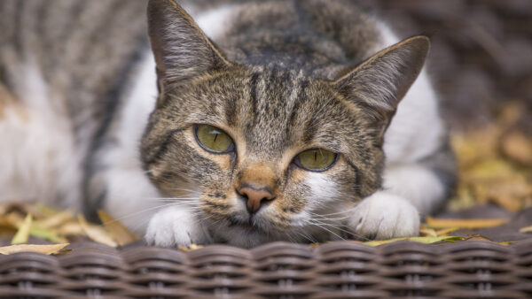 Wallpaper Green, Eyes, Black, White, Desktop, With, And, Gray, Cat