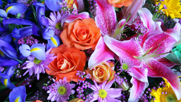 Wallpaper Colorful, Spring, Daisy, Rose, Flowers, Iris, Lily