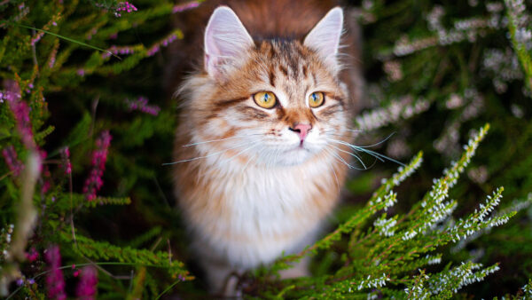 Wallpaper Brown, Stare, White, With, Look, Eyes, Cat, Yellow