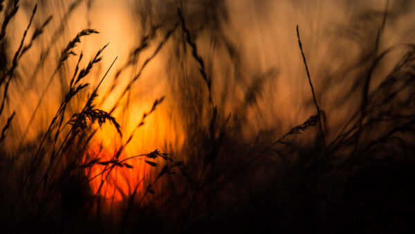 Wallpaper Silhouette, Background, Desktop, During, Grass, Nature, Mobile, Sunset